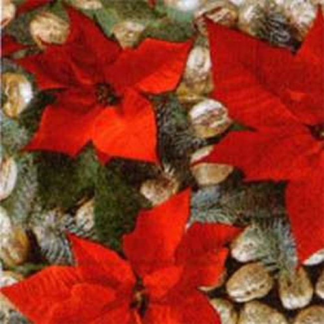 Poinsettia