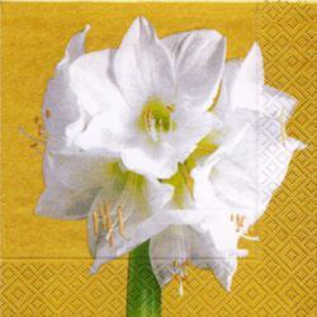 White amaryllis